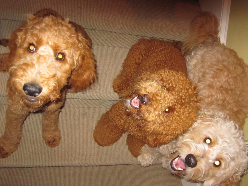 Ginger, Charlie and Reba